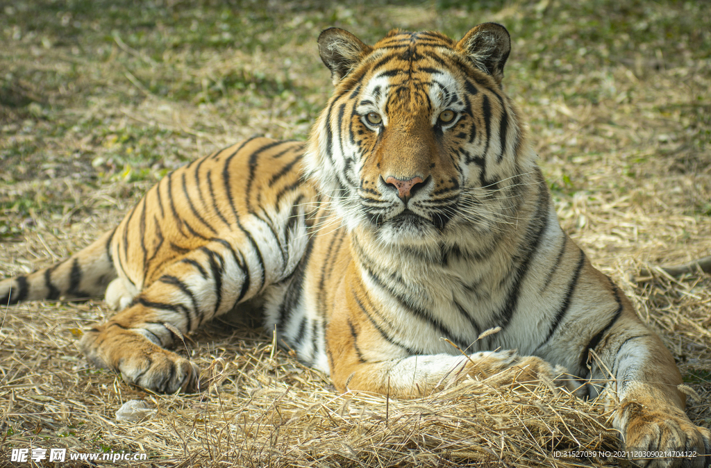 草地上卧着的老虎摄影图