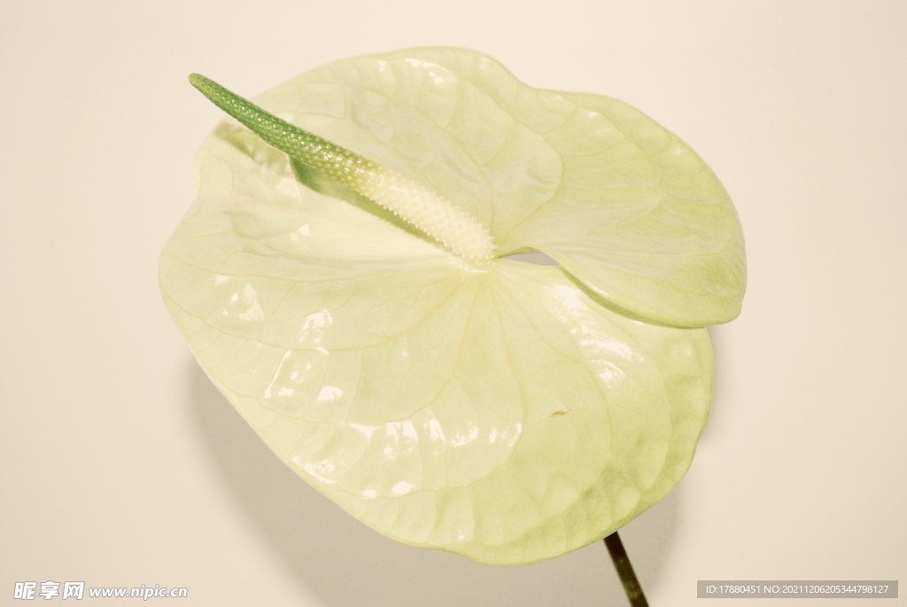 白鶴芋