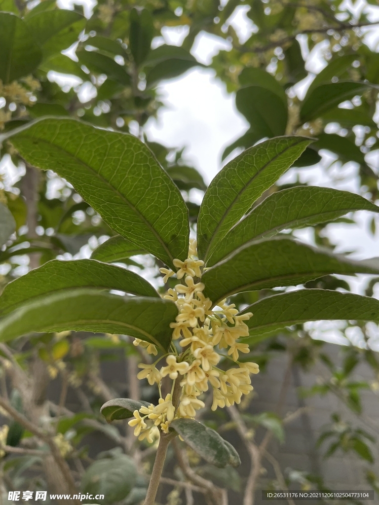 桂花