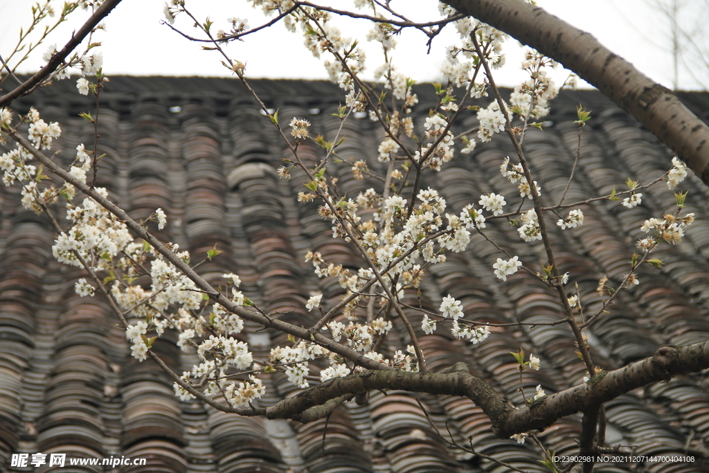 桃花