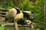 成都熊猫基地大熊猫拍摄