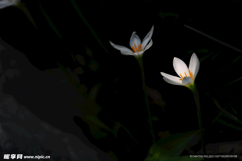 小白花