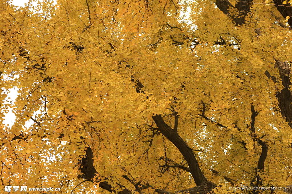 黄色叶子银杏树
