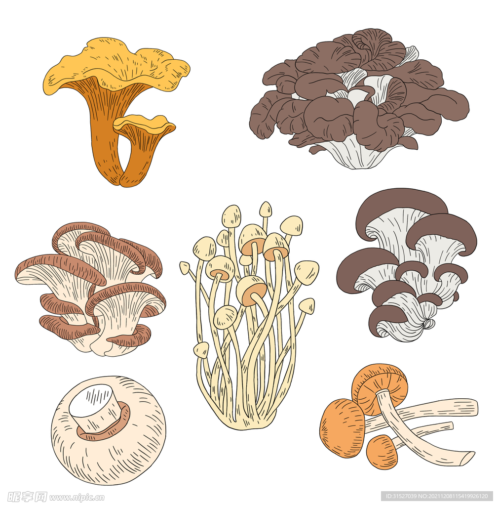 菌类插画