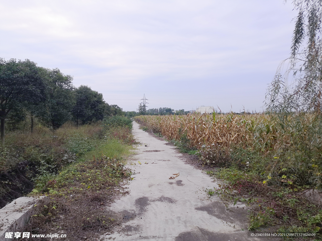 农村农业玉米地道路种植业