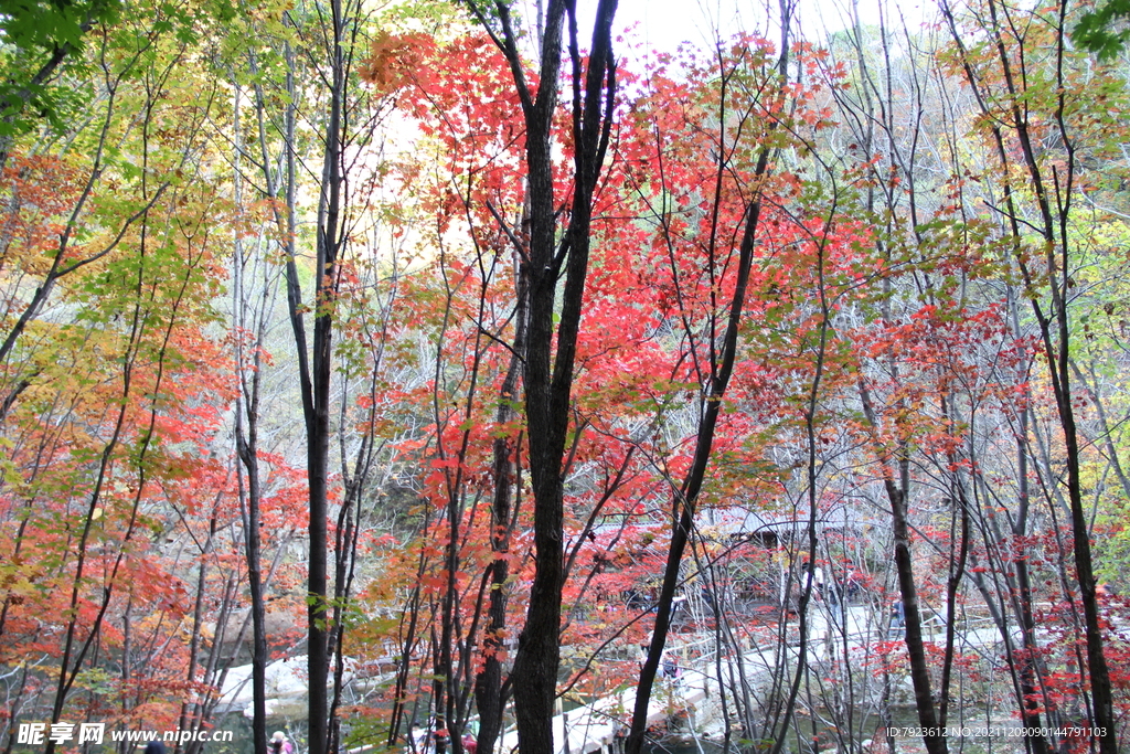 红枫叶的树林美丽的秋色