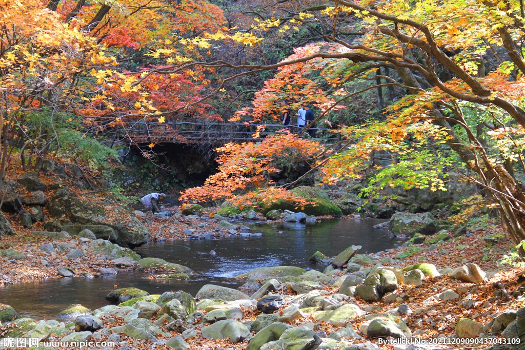 老边沟枫叶正红溪水欢绝美秋色