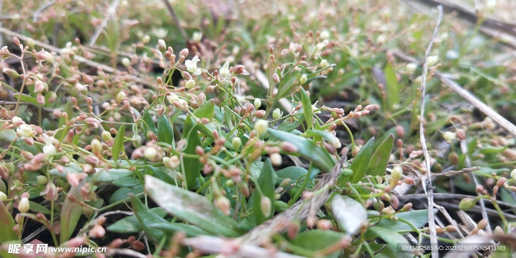 粟米草圖片