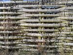 竹片篱笆背景墙