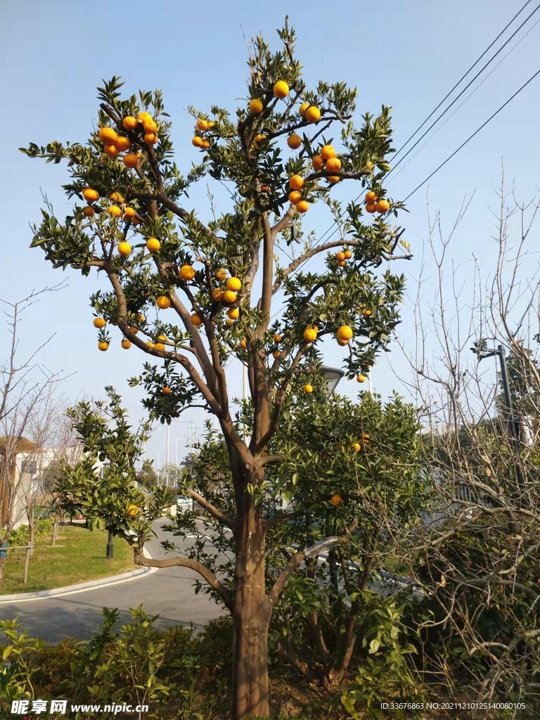 花木