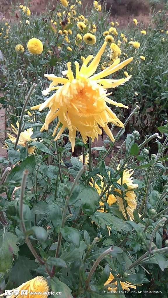 花