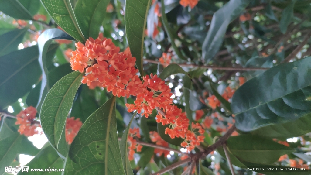 八月桂花