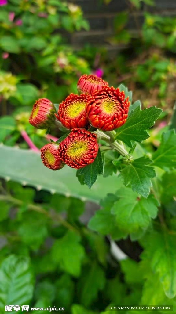 菊花