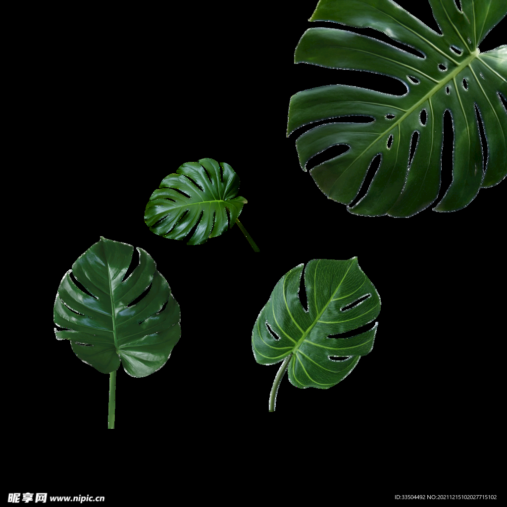 龟背竹叶子PNG透明图