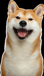 狗