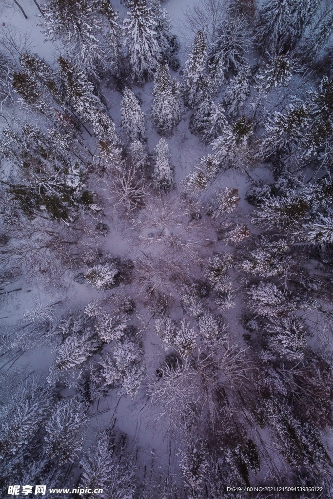 白雪树林无人机俯拍壮丽冬季