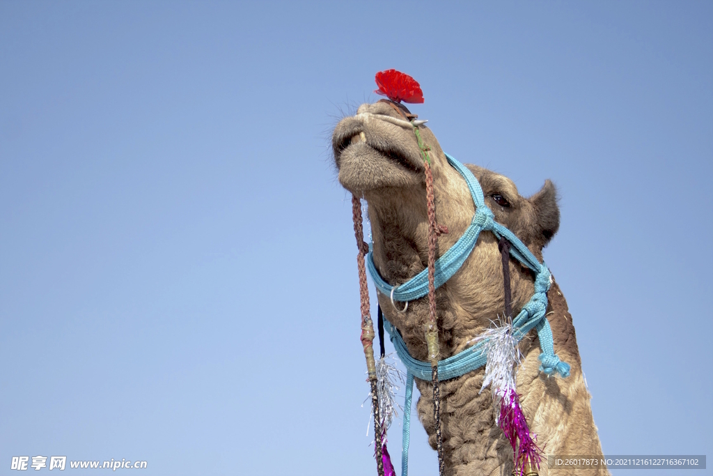 阿拉伯骆驼配饰