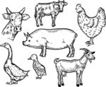 家禽家畜动物矢量图标线稿