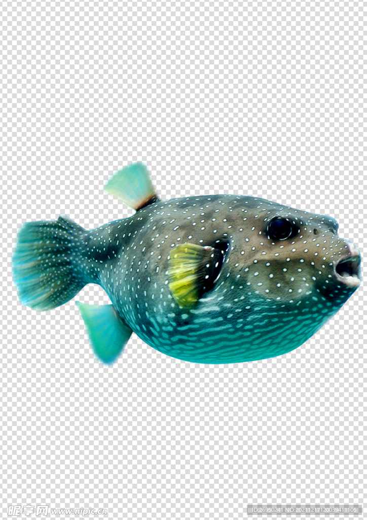 魚