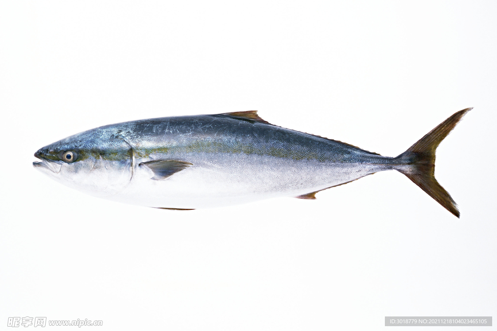 馬鮫魚