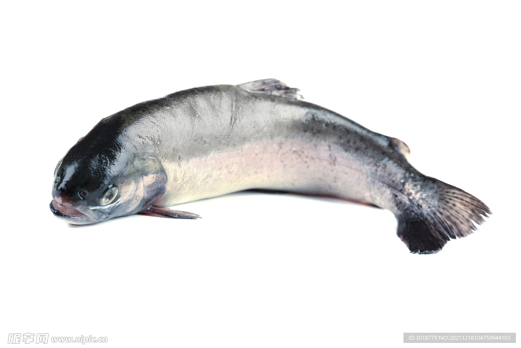 海鮮魚 