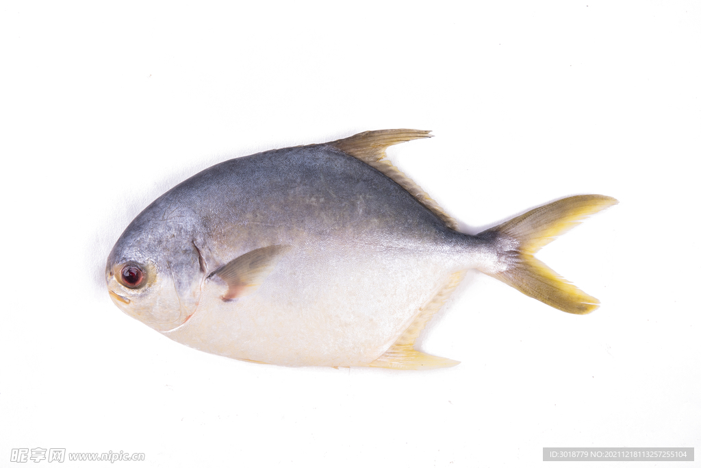金鯧魚
