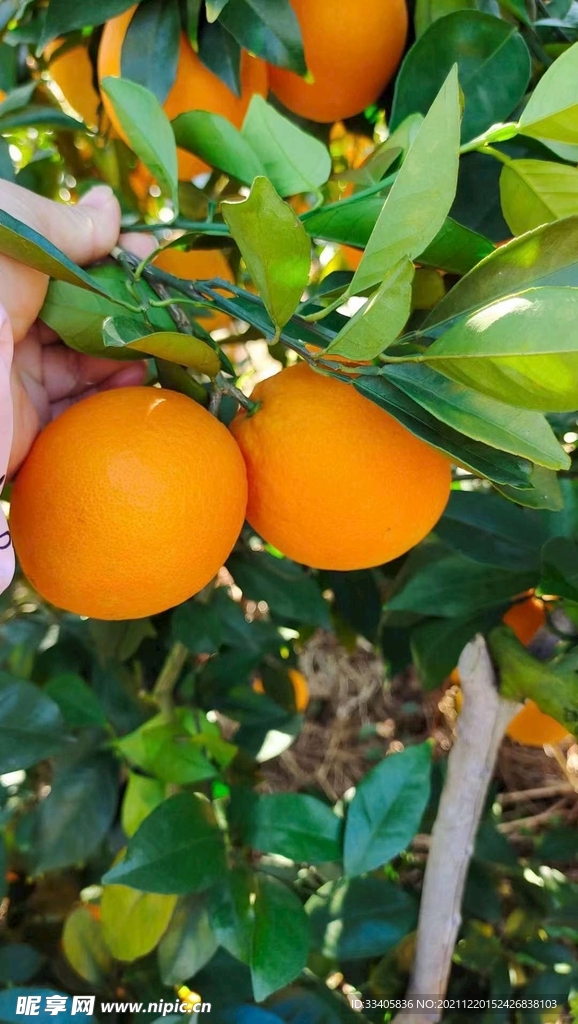 贛南臍橙