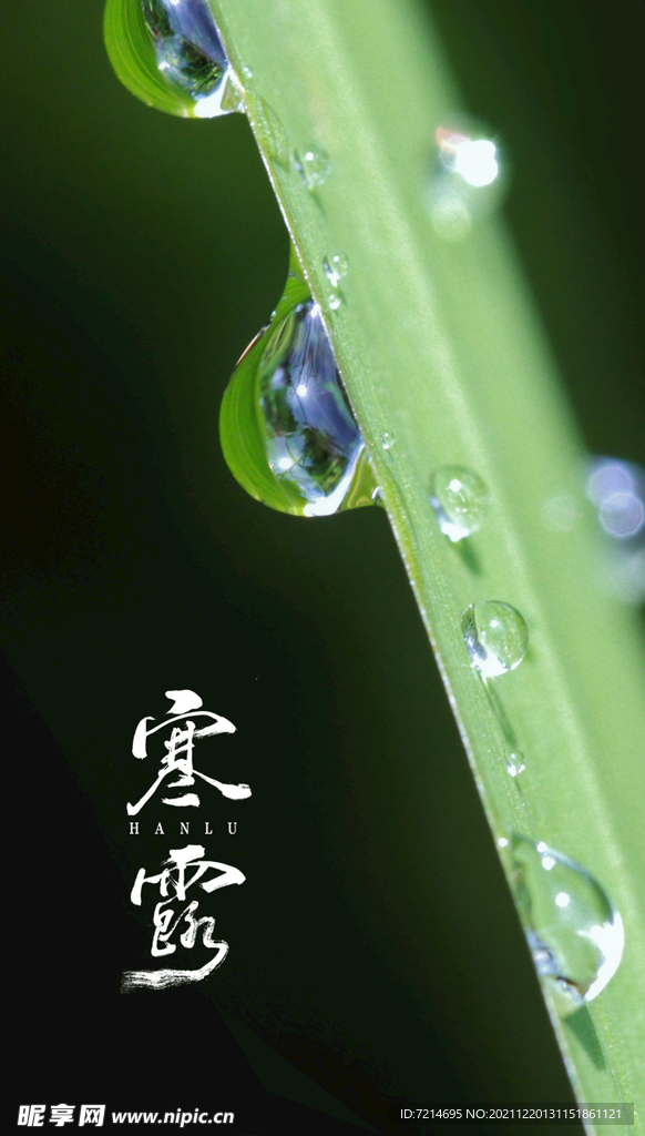 寒露