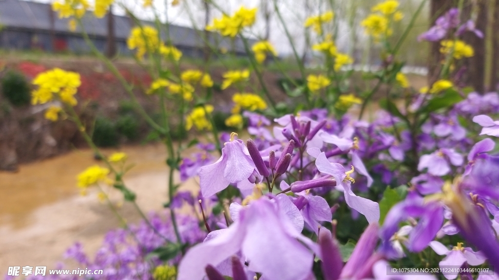 二月蘭花海