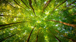 绿色 森林 树木 4K风景壁纸