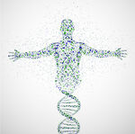 DNA 人体