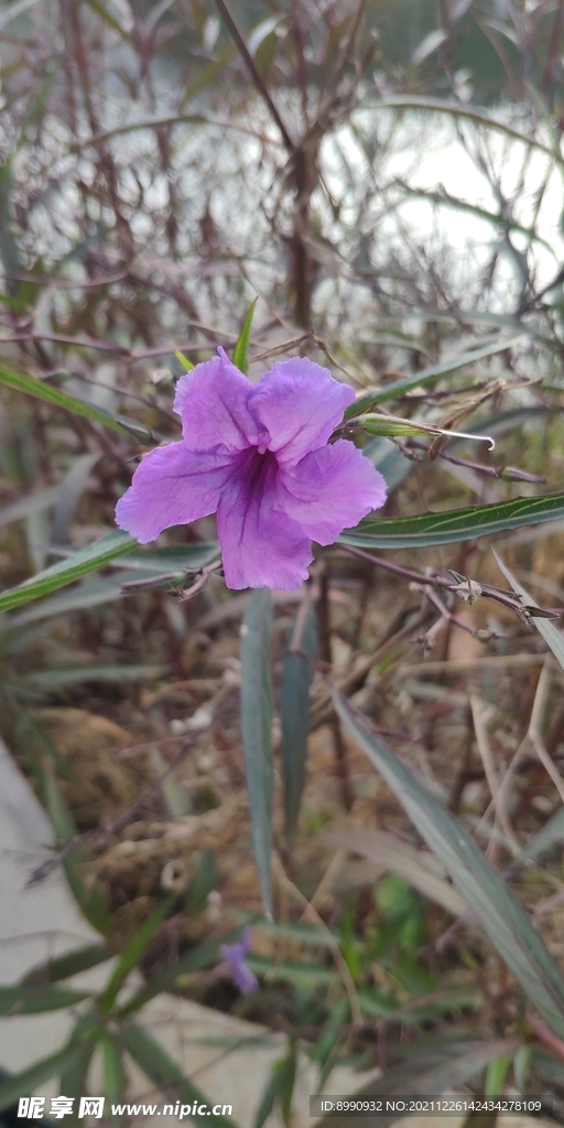 藍(lán)花草