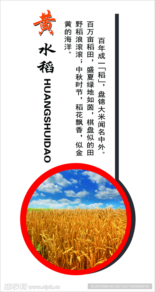 水稻 
