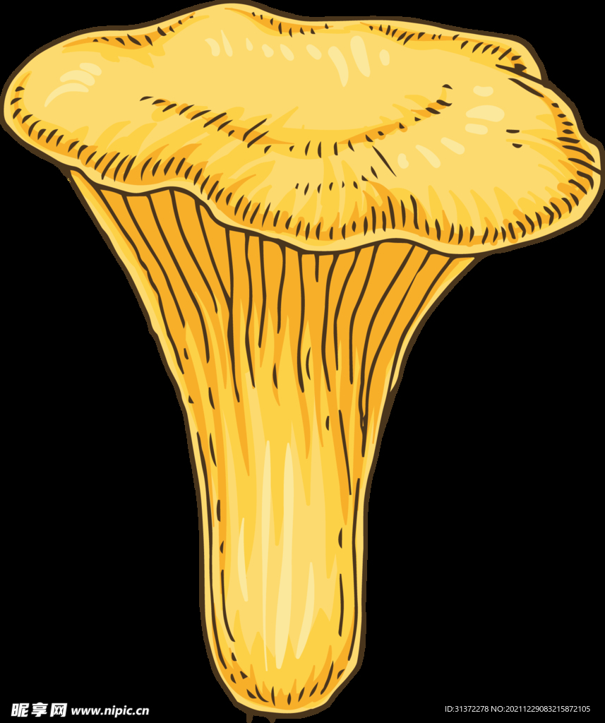 菌类插画图片 