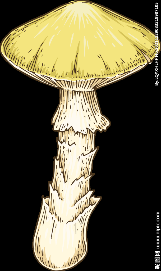 菌类插画图片 