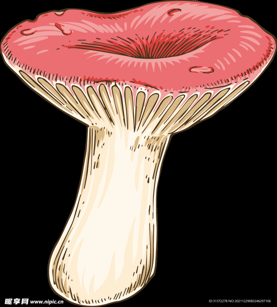  菌类插画图片 