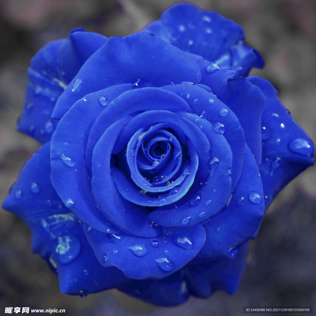 藍色玫瑰花4k圖片壁紙