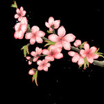 春天手绘插画桃花粉色
