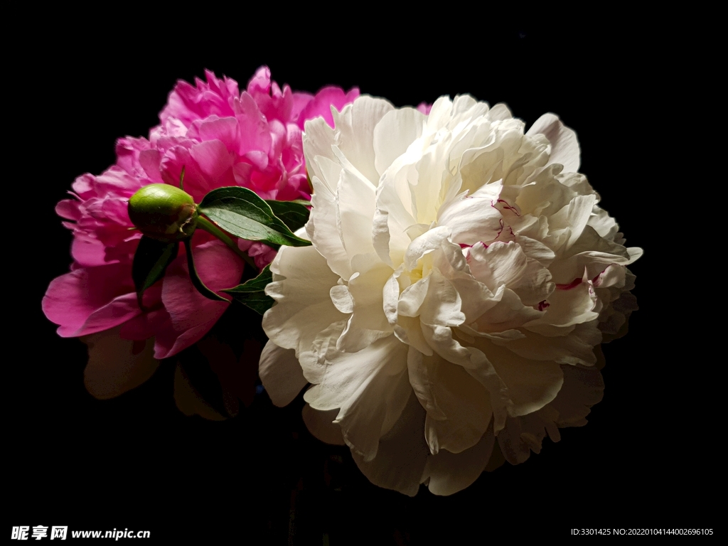 粉色白色花朵 