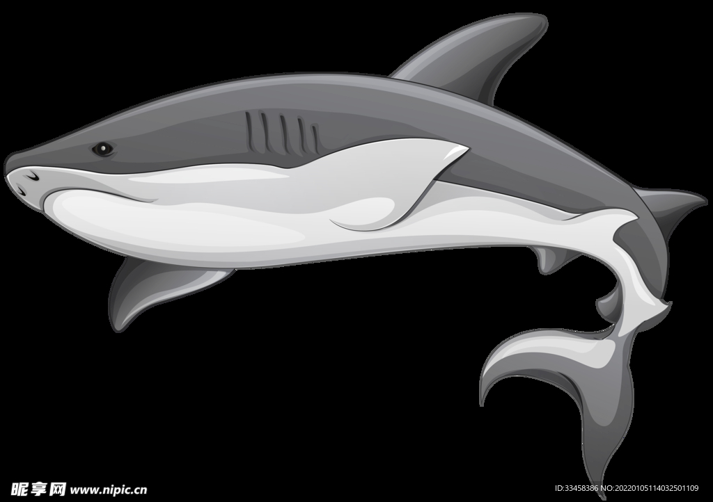 鯊魚 png 攝影 生物世界 