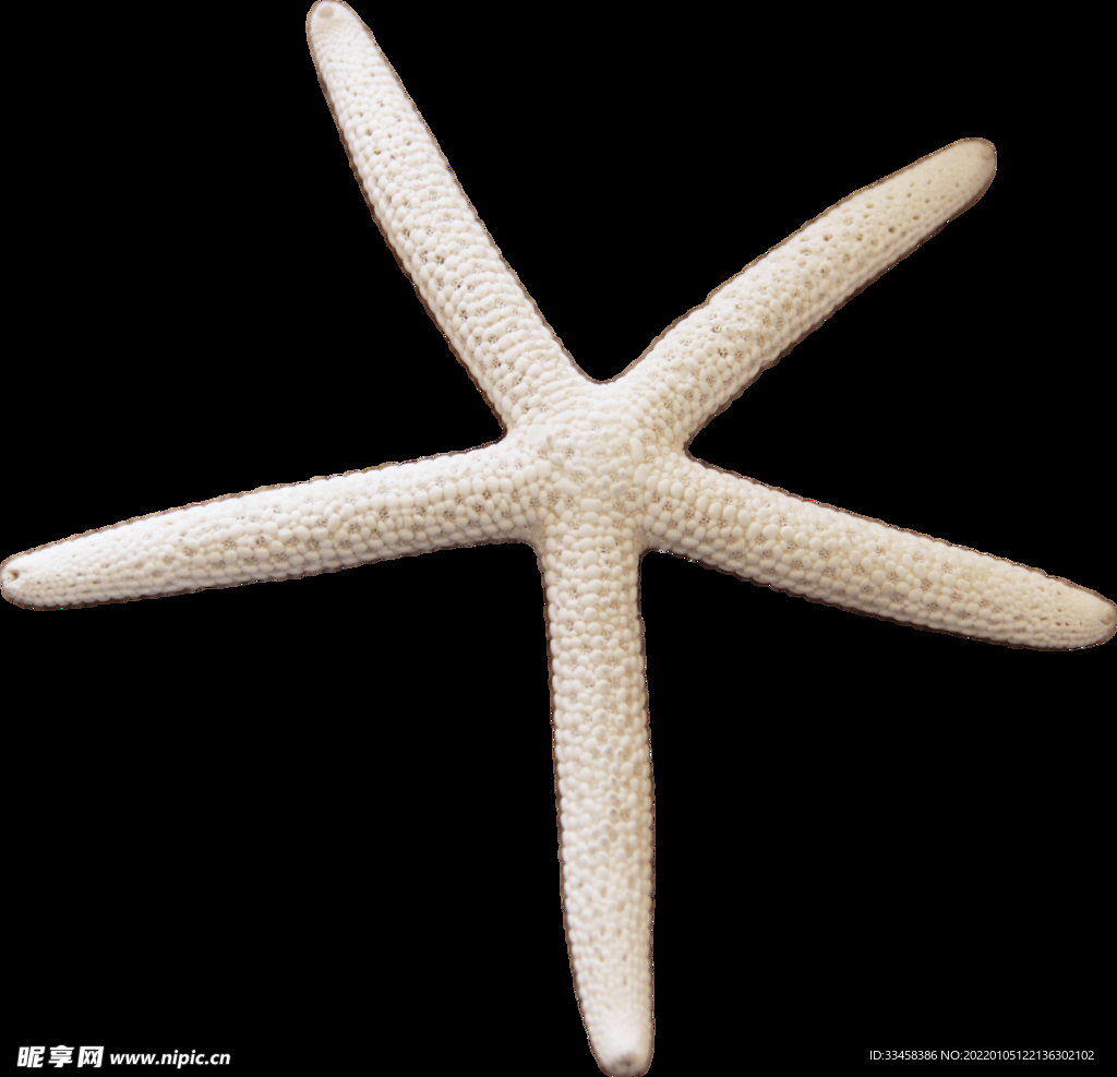 海星 png 素材 大海 攝影