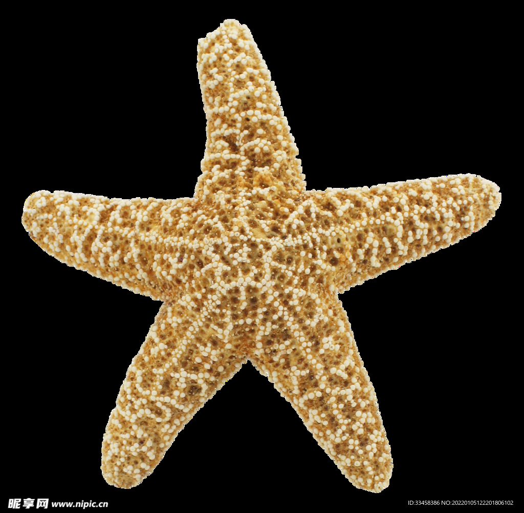 海星 png 素材 大海 攝影