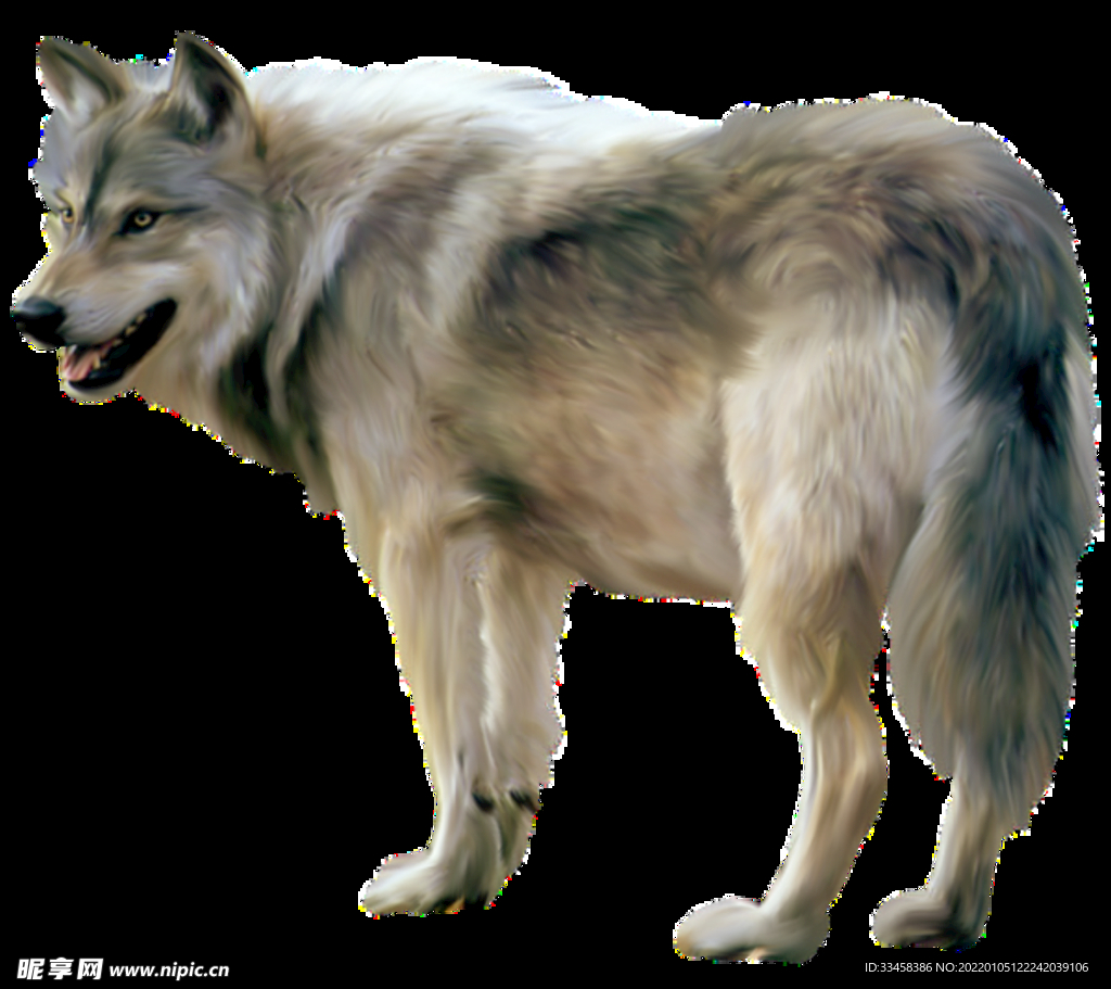 狼 生物 凶猛动物 非洲动物 