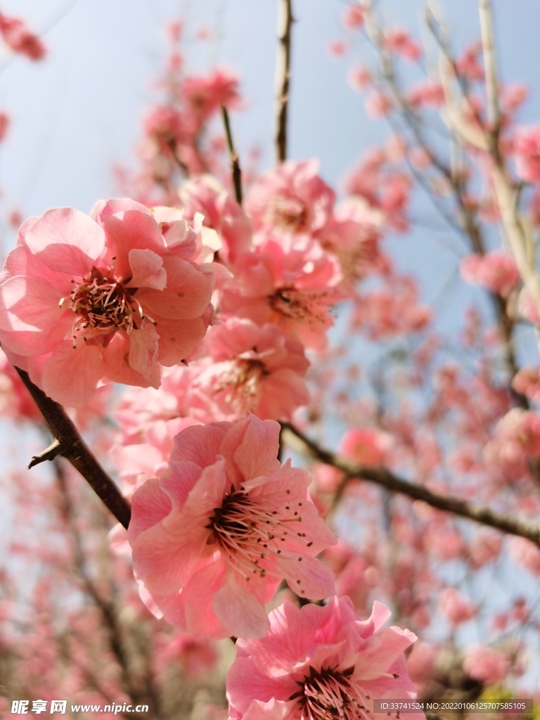 桃花桃樹