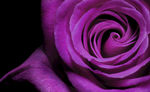 紫色花蕊