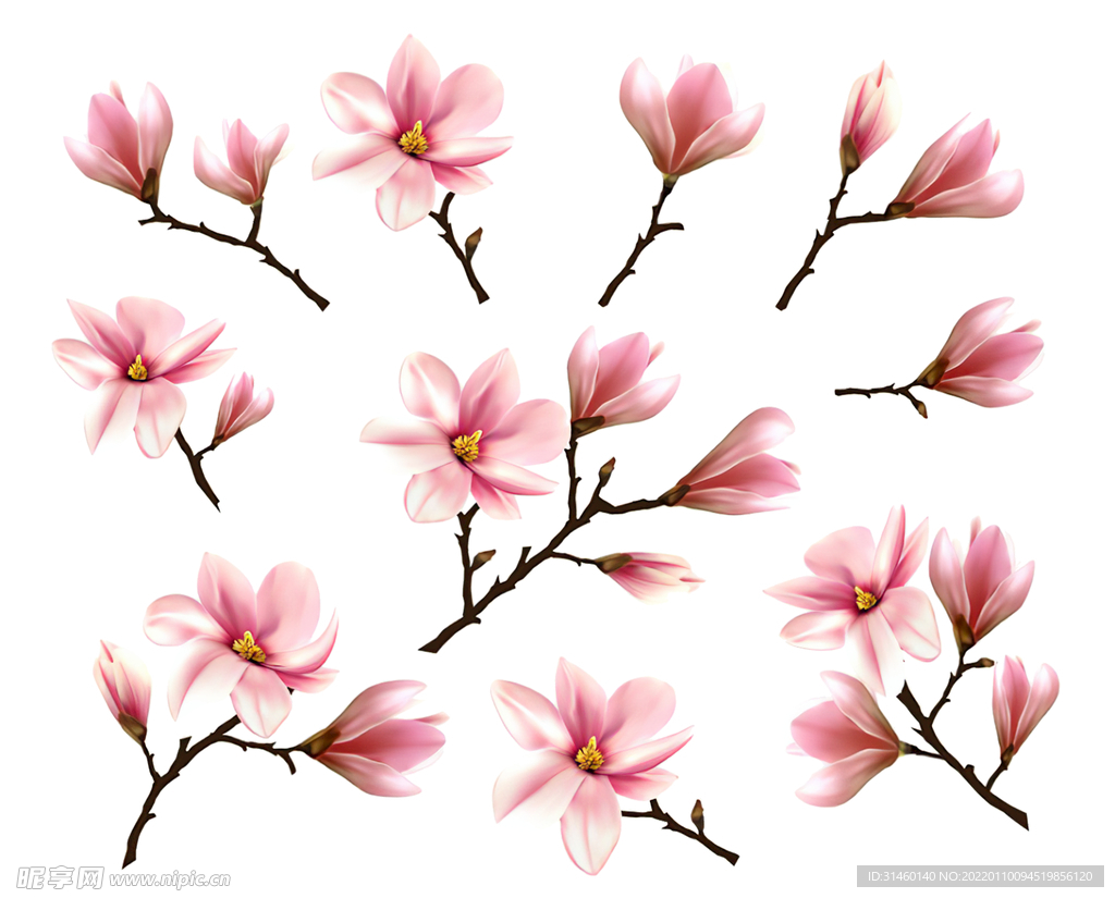 玉蘭花