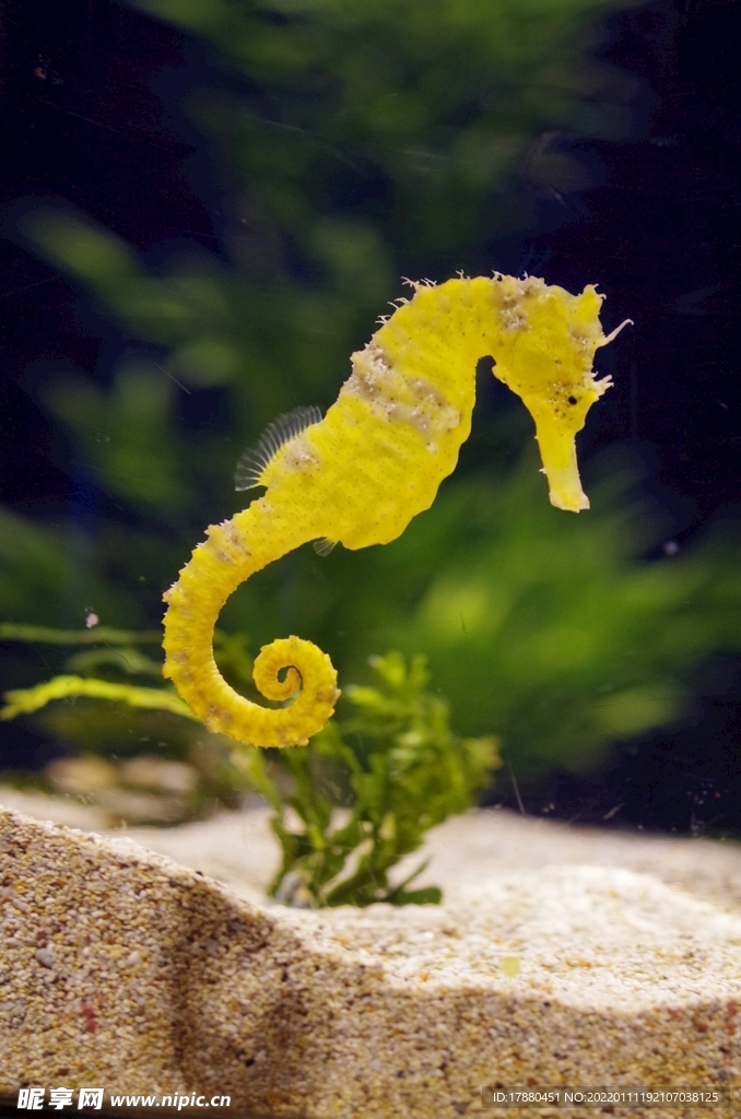 海馬