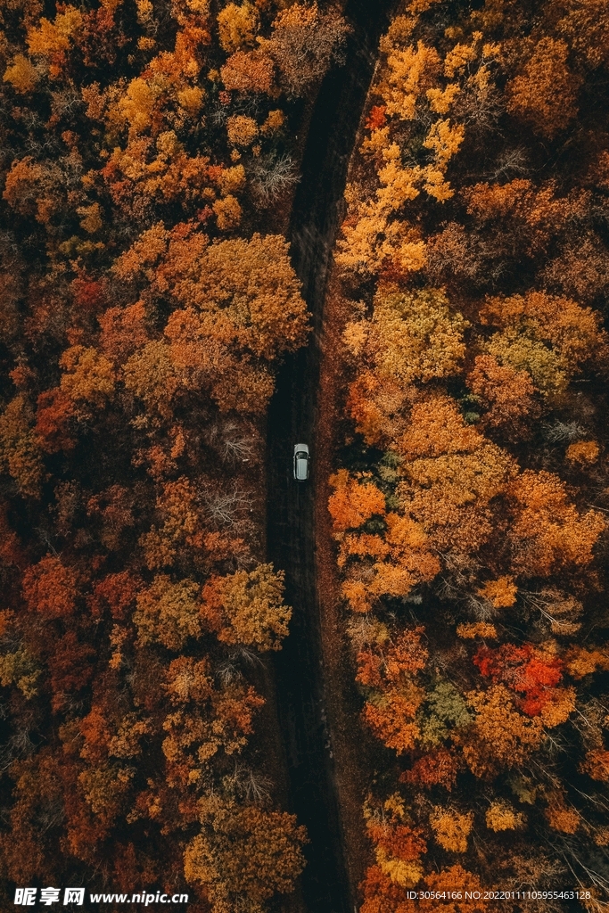 森林道路自然景观背景素材