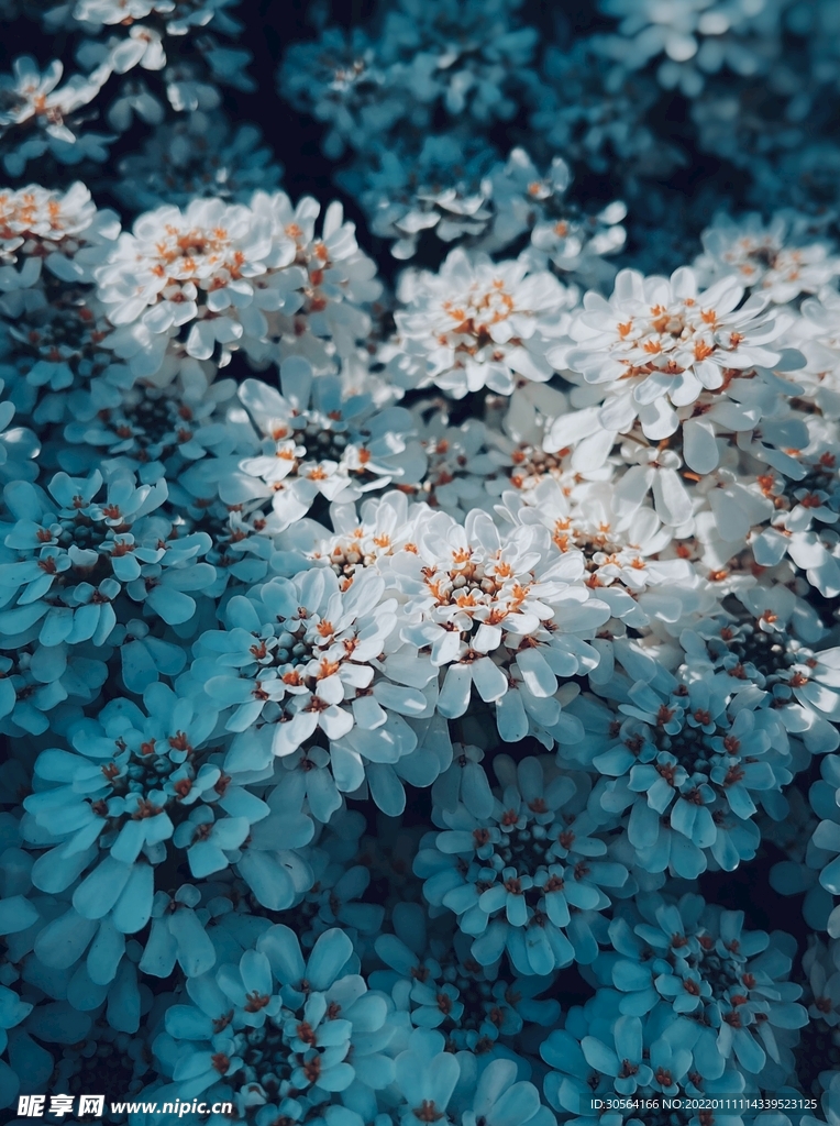 戶外花朵菊花自然景觀背景素材
