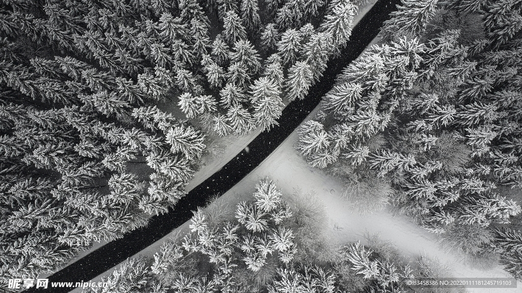 冬天的雪樹